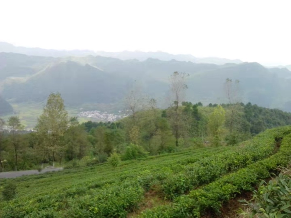 川茶集團(tuán)基地