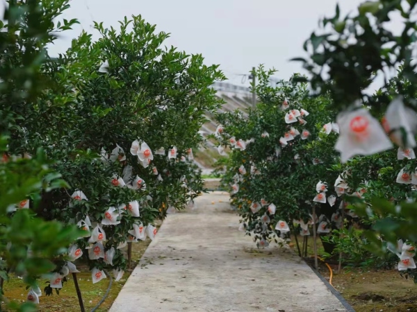 樂山太平鎮(zhèn)美滋欣生態(tài)農(nóng)場柑橘基地
