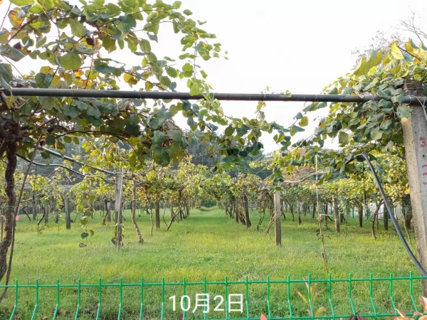 綿竹市遵道鎮(zhèn)棚花村 貴菲家庭農(nóng)場獼猴桃基地